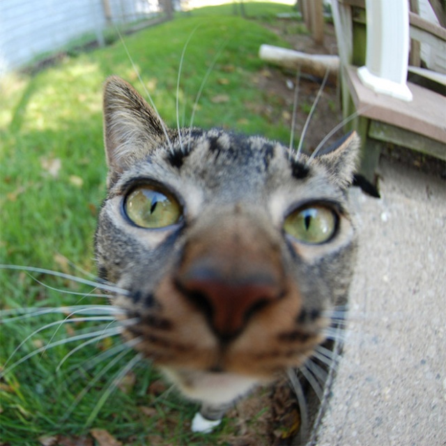 Curious Cats Bumping Into Cameras