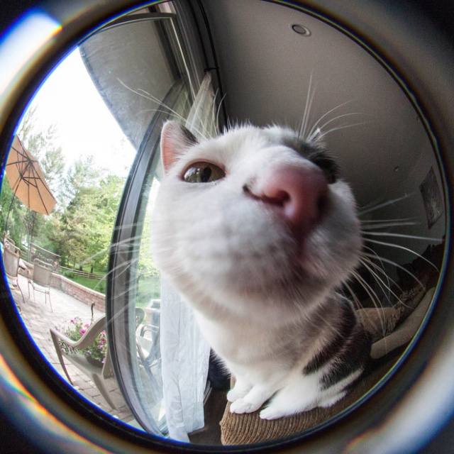 Curious Cats Bumping Into Cameras