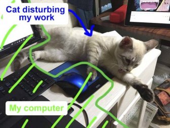 Cats Destroy Keyboards
