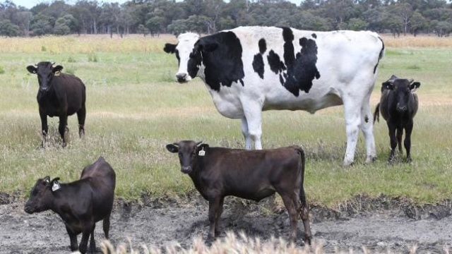 Seven-year-old Cow From Australia Whose Size Saved Him From The Slaughterhouse