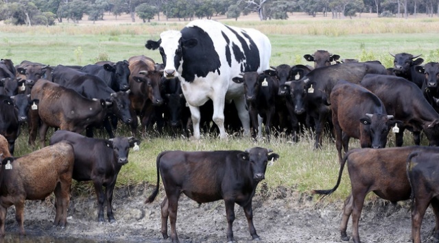 Seven-year-old Cow From Australia Whose Size Saved Him From The Slaughterhouse