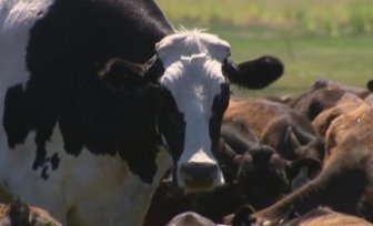 Seven-year-old Cow From Australia Whose Size Saved Him From The Slaughterhouse