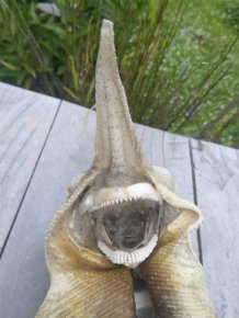 Mystery Sea Creature Found Washed Up On New Zealand Beach