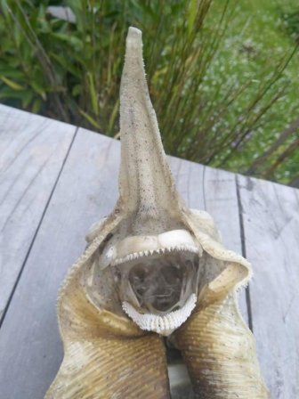 Mystery Sea Creature Found Washed Up On New Zealand Beach