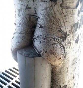 Trees That Look Like Butts