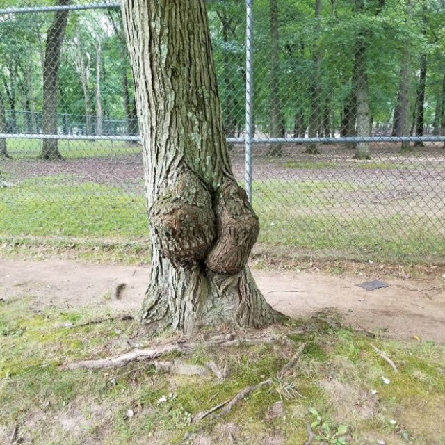 Trees That Look Like Butts