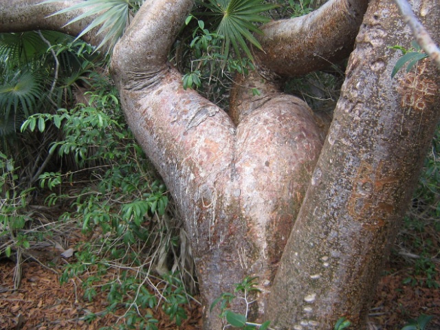 Trees That Look Like Butts
