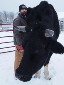 A Big Black Cow Named Dozer