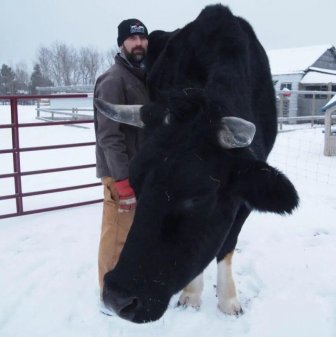 A Big Black Cow Named Dozer