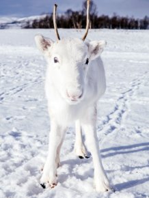 White Reindeer In Norway