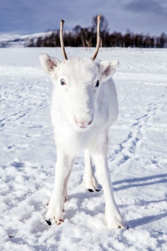 White Reindeer In Norway