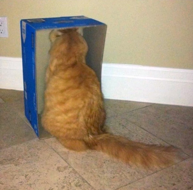 Cats Who Can’t Figure Out Walls