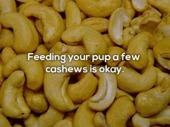 Human Foods That Dogs Can Eat