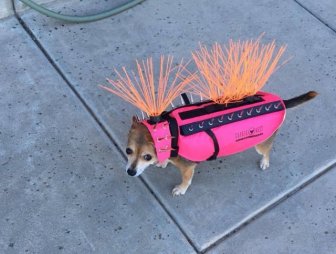 In The US, Small Dogs Have To Wear Spiked Vests So That Coyotes Do Not Grab Them