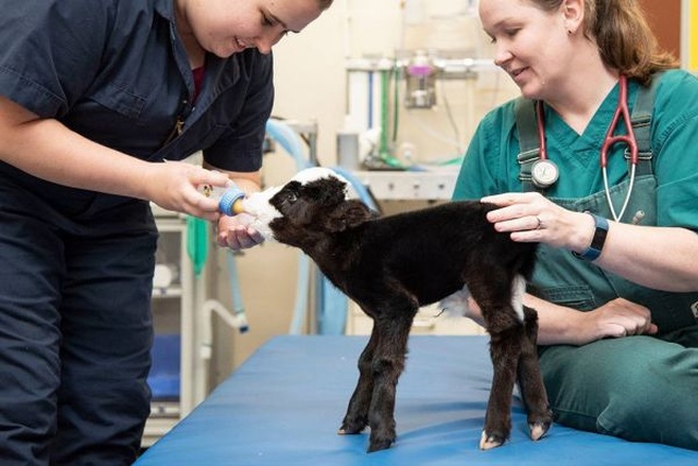 Lil’ Bill Is The Smallest Calf In The World
