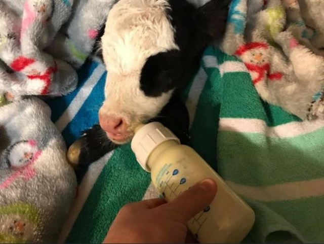 Lil’ Bill Is The Smallest Calf In The World