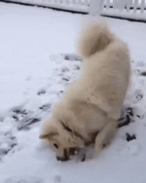 Beautiful derpy dogs that just heckin’ love the snow | Animals