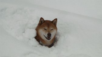Beautiful derpy dogs that just heckin’ love the snow