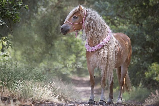 Rapunzel Of Horses