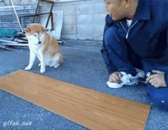 Talented Dogs