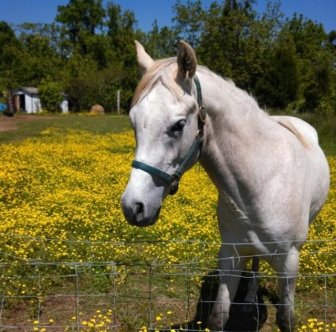 ‘Tango’ The Horse Is Very Smart