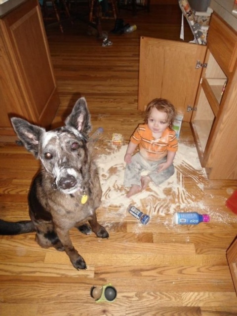 Kids And Dogs