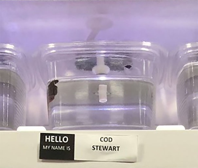 Pet Store Gives Celebrity Names To Their Fishes