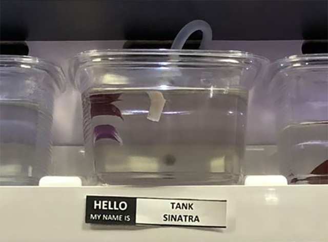 Pet Store Gives Celebrity Names To Their Fishes