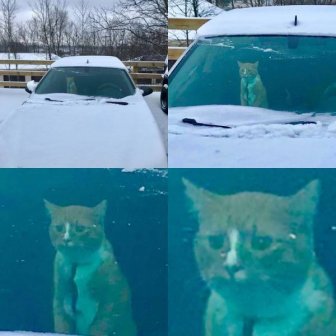 Cats Hate Snow