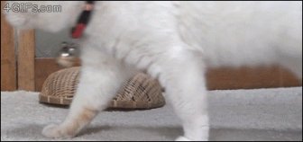 Cat Gifs