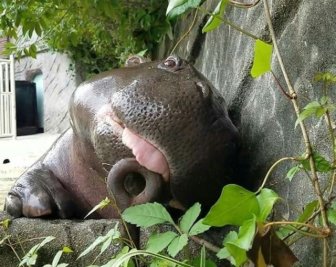 Very Cute Hippo