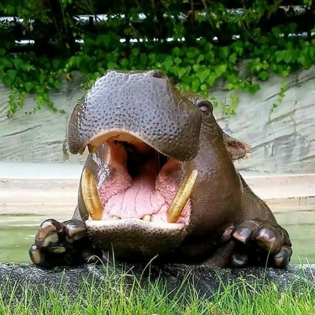 Very Cute Hippo
