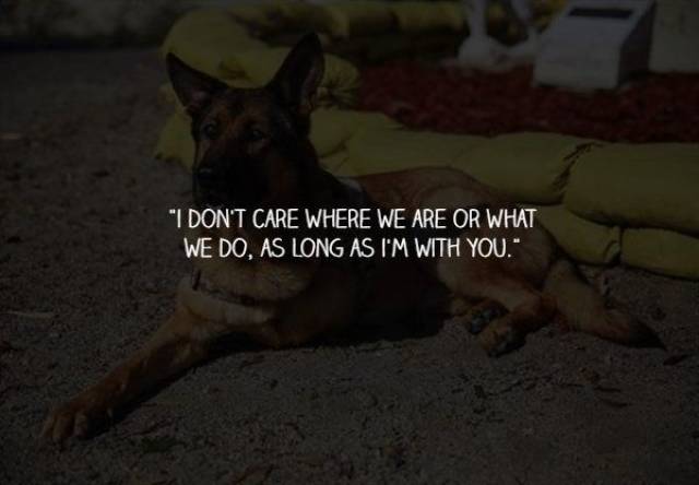 What Your Dogs Wants To Say To You