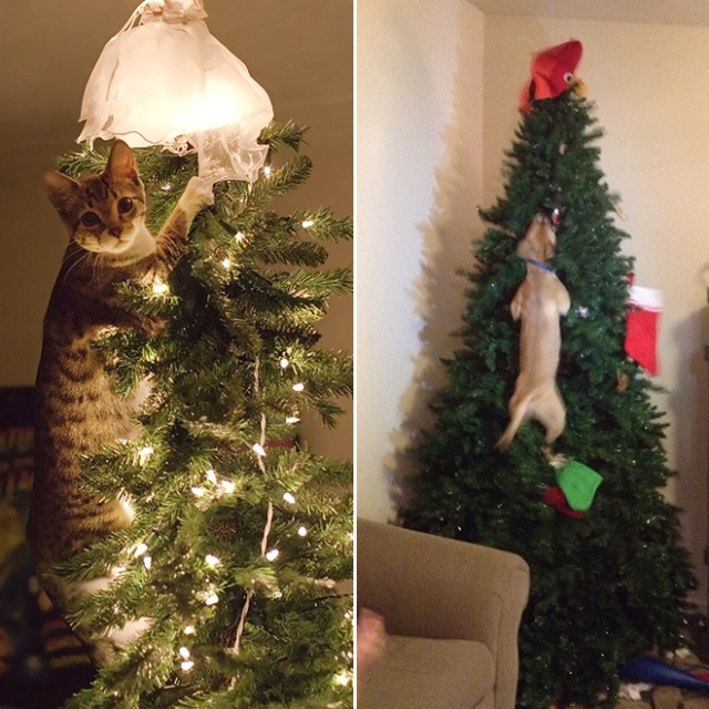 Pets vs. Christmas Trees
