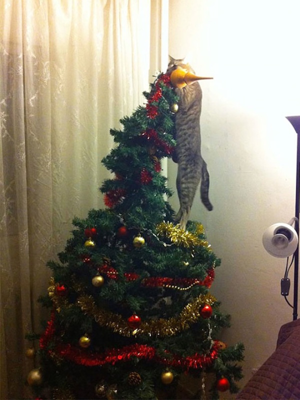 Pets vs. Christmas Trees