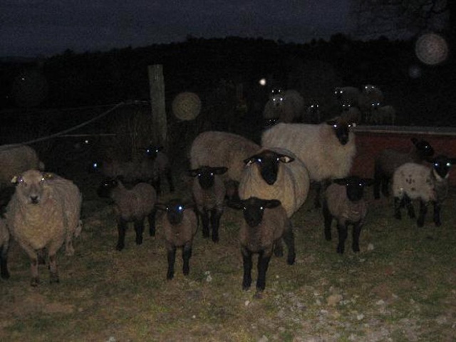 Sheep At Night Are Scary