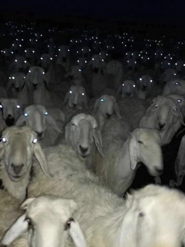 Sheep At Night Are Scary