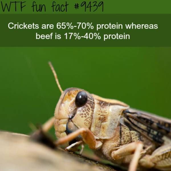 Interesting Facts, part 51
