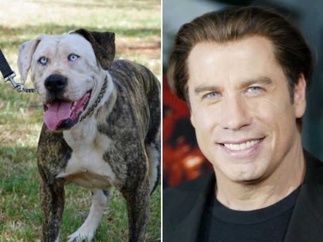 Celebrities And Their Animal Doppelgängers
