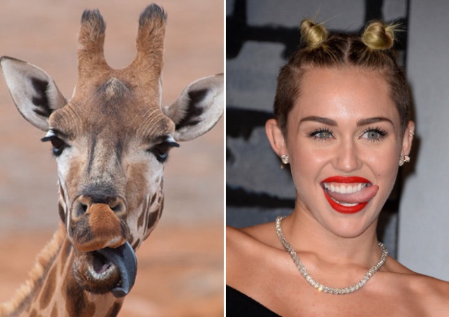 Celebrities And Their Animal Doppelgängers