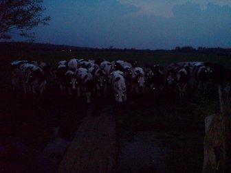 Cows At Night Look Scary