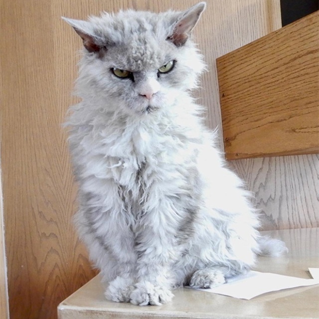 Pompous Albert Is The Angriest Cat on Instagram