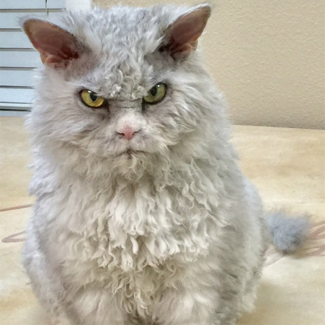 Pompous Albert Is The Angriest Cat on Instagram