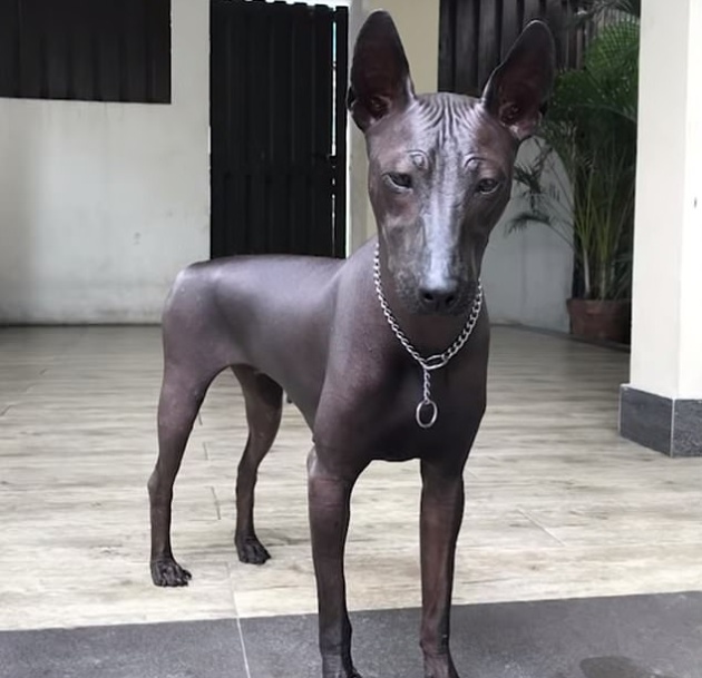 Dog Or Statue? | Others