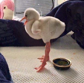 Have You Ever Seen A Little Flamingo?