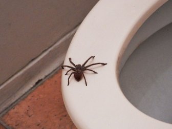 Guy Accidentally Sat On A Toilet With A Huntsman Spider In It