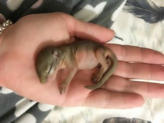 Rescued Squirrel