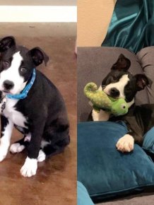 Rescued Animals Before and After