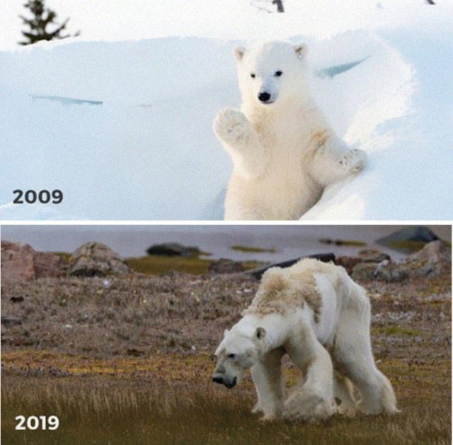 10-Year Challenge In Nature