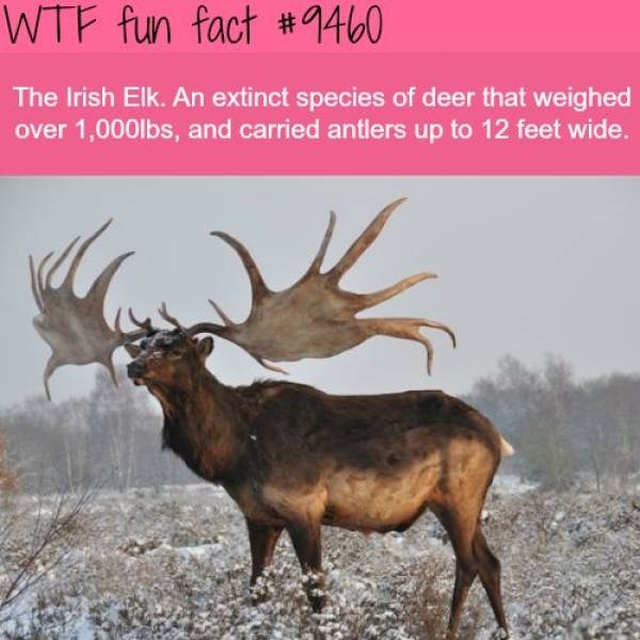Interesting Facts, part 52